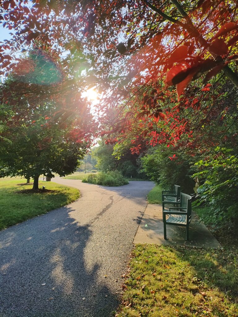 A path forks around a patch of wildflowers. Two benches sit to the right of the path. The sun shines behind the leaves of several trees framing the path.